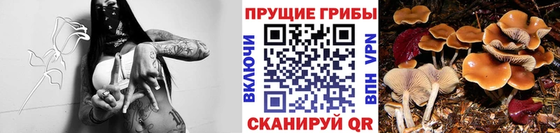 Псилоцибиновые грибы прущие грибы  Купить закладки  Людиново 